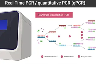 Real Time PCR Pozitif Ne Demek