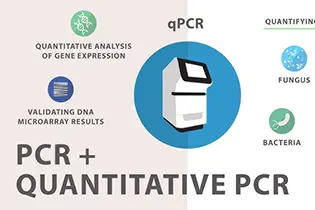 Real Time PCR Pozitif Ne Demek