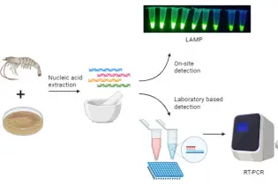 Real-Time PCR Sonuç Değerlendirme
