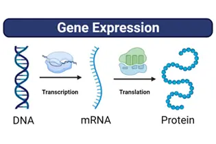 Gen Ekspresyonu Nasıl Yapılır?
