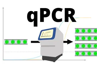 PCR ve qPCR (Real Time PCR) Nedir ve Arasındaki Farklar Nelerdir?