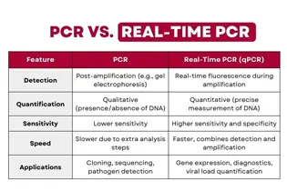 PCR ve qPCR (Real Time PCR) Nedir ve Arasındaki Farklar Nelerdir?