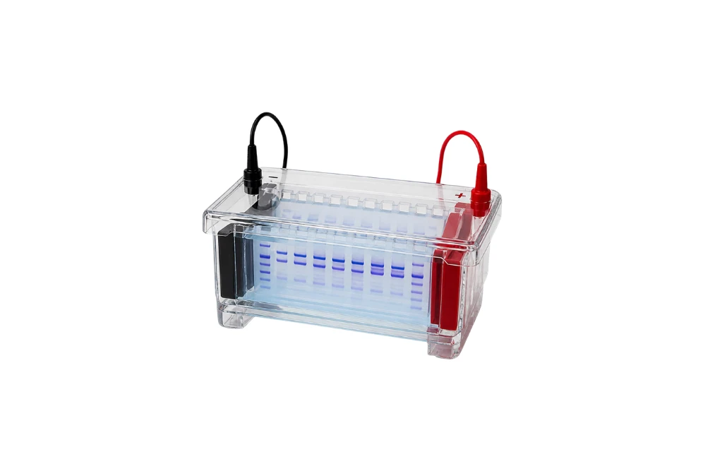 Protein Jel Elektroforezi